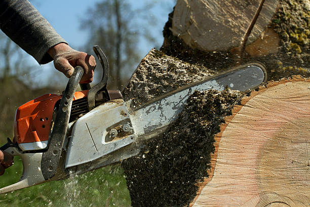 Best Tree Risk Assessment  in Fairfield University, CT